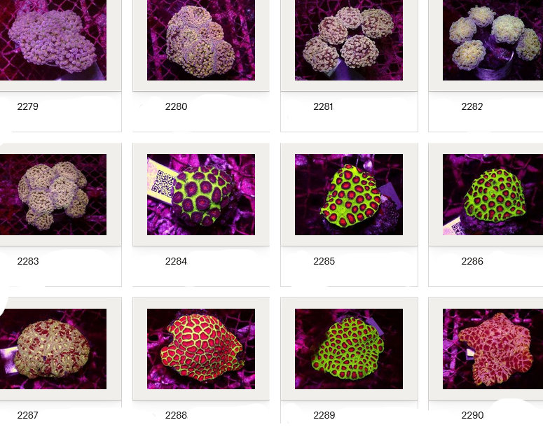 Kupang Corals