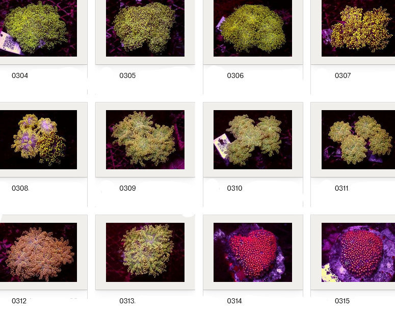 Kupang Corals