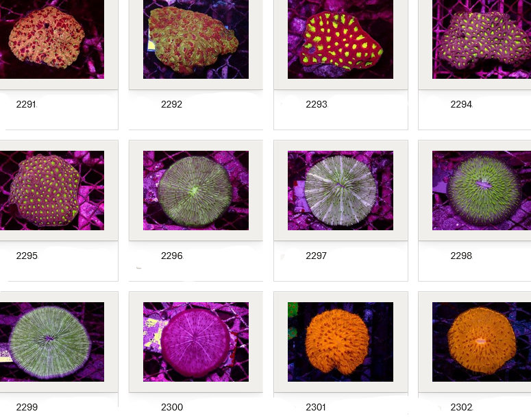 Kupang Corals