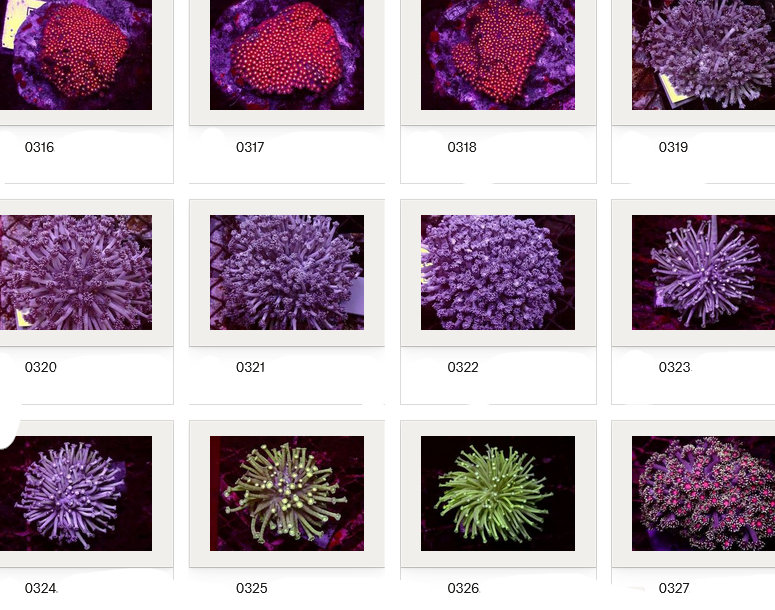 Kupang Corals