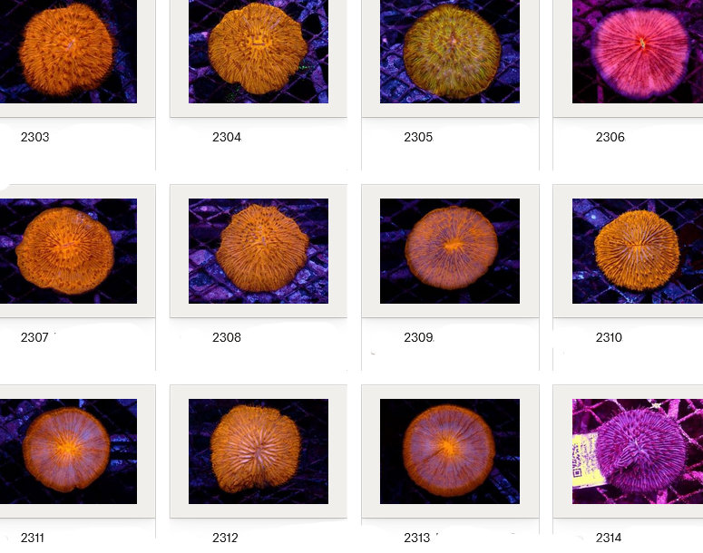 Kupang Corals