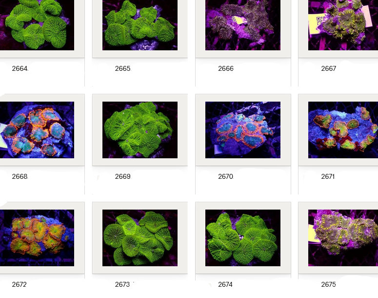 Kupang Corals