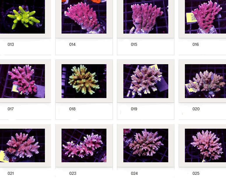 Kupang Acropora
