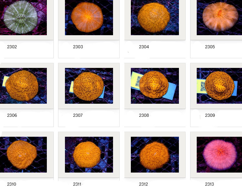 Kupang Corals