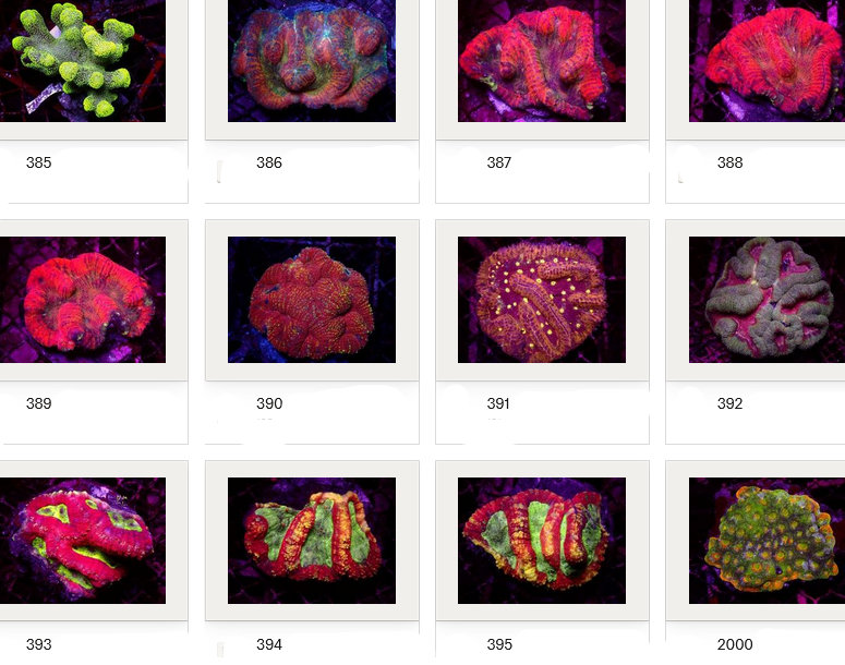 Kupang Corals