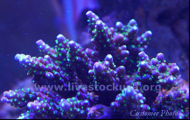 Kupang Acropora