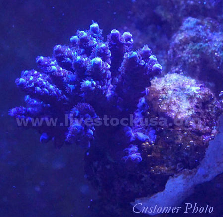 Kupang Acropora