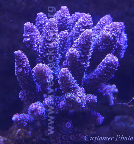 Kupang Acropora