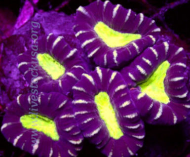 Caulastrea