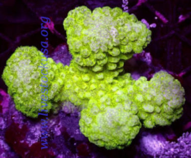 Pocillopora