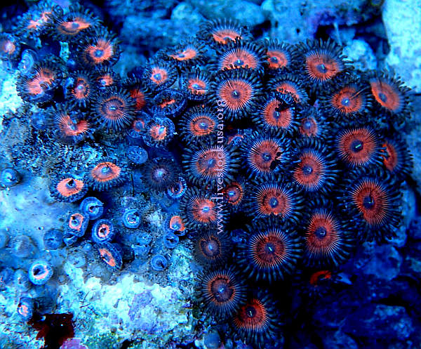 Zoanthus