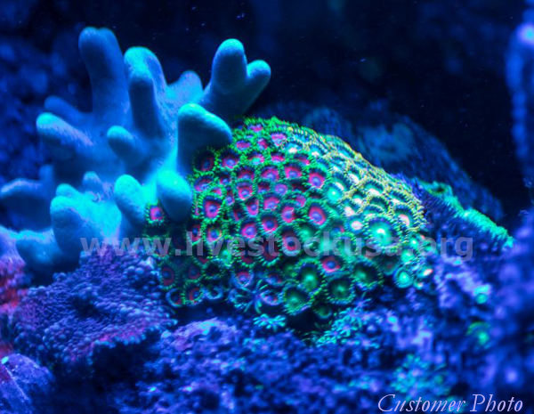 Vietnam Corals