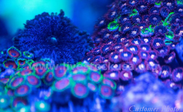 Vietnam Corals