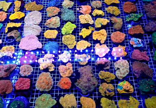 Manado Corals