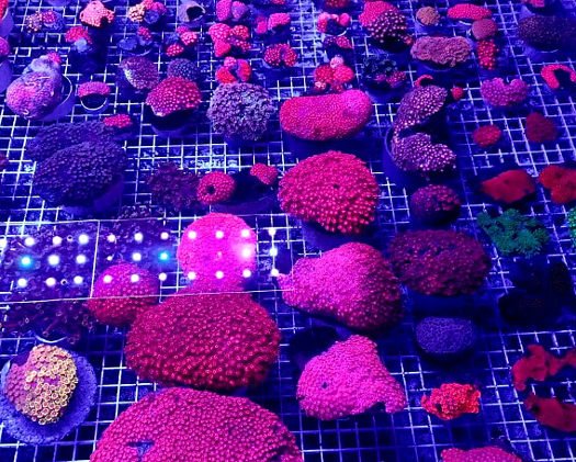 Manado Corals