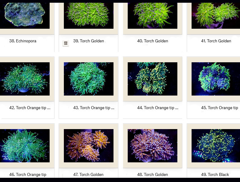 Manado Corals