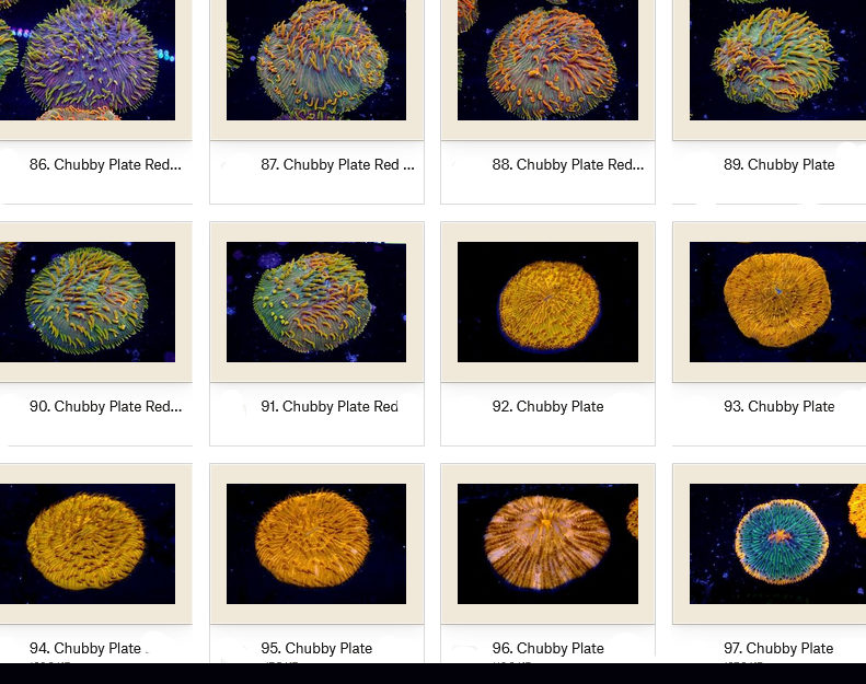 Manado Corals