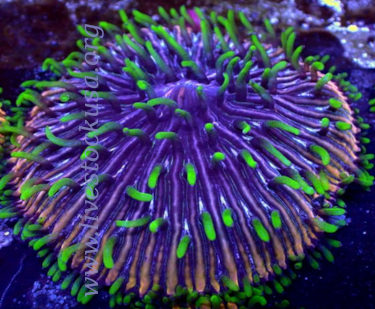 Plate Coral