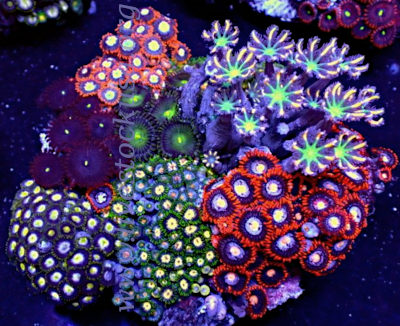 Manado Combo Polyps