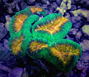 Lobophyllia