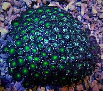 Zoanthids