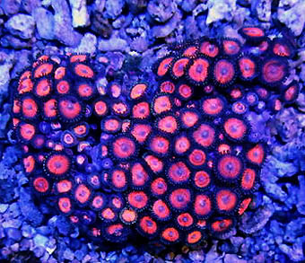 Zoanthids