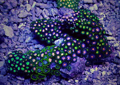 Zoanthids