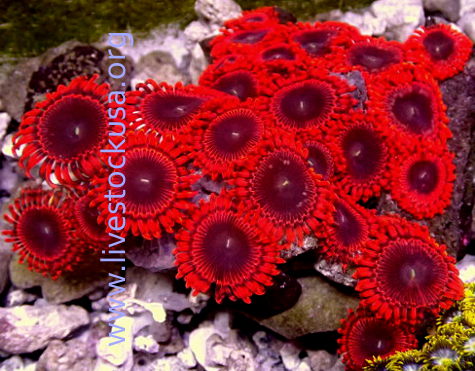 Makasar Zoanthids