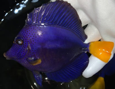 Red Sea Purple Tang