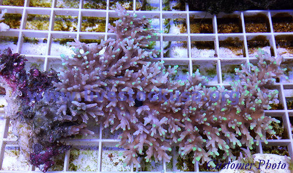 Fiji Acropora