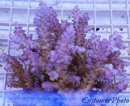 Fiji Acropora