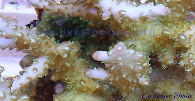 Fiji Acropora