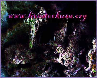 www.livestockusa.org