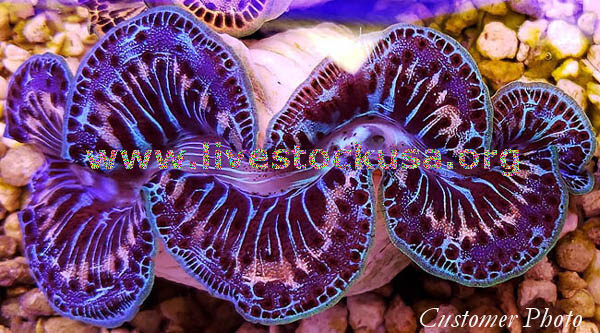 Maxima Clam