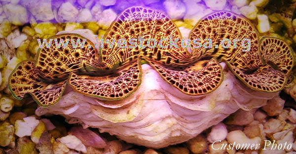 Maxima Clam