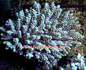 Acropora