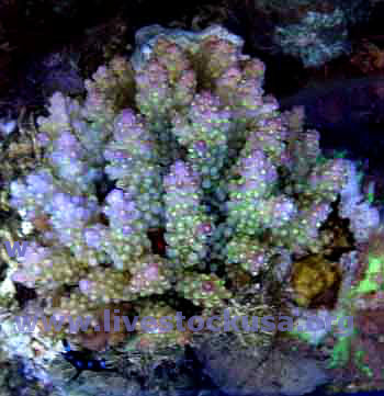 Acropora