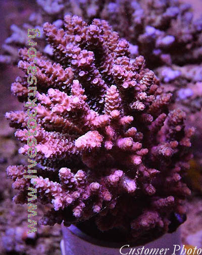 Tonga Acropora