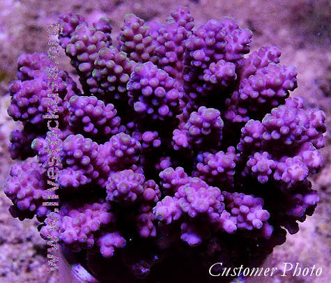 Tonga Acropora