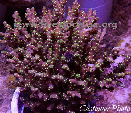 Tonga Acropora