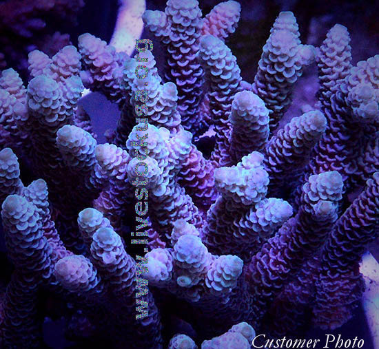 Tonga Acropora