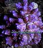 Tonga Acropora
