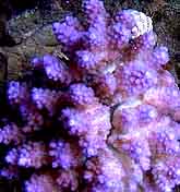 Acropora