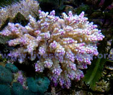 Tri-colored Acropora