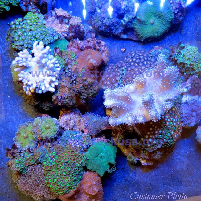 Vietnam Corals