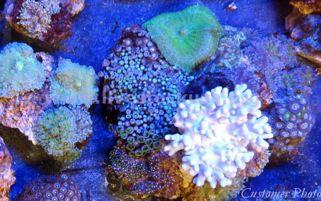 Vietnam Corals