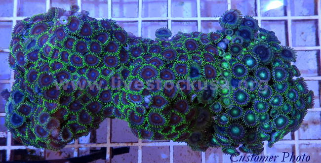 Vietnam Corals