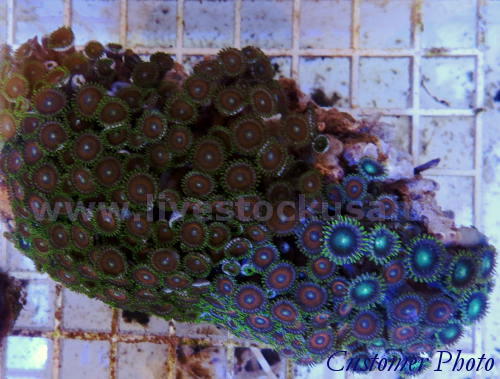 Vietnam Corals