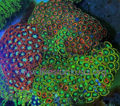 Vietnam Zoanthids