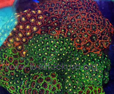 Vietnam Zoanthids